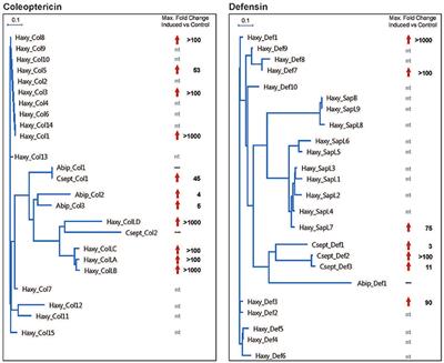 Behavioral and Immunological Features Promoting the Invasive Performance of the Harlequin Ladybird Harmonia axyridis